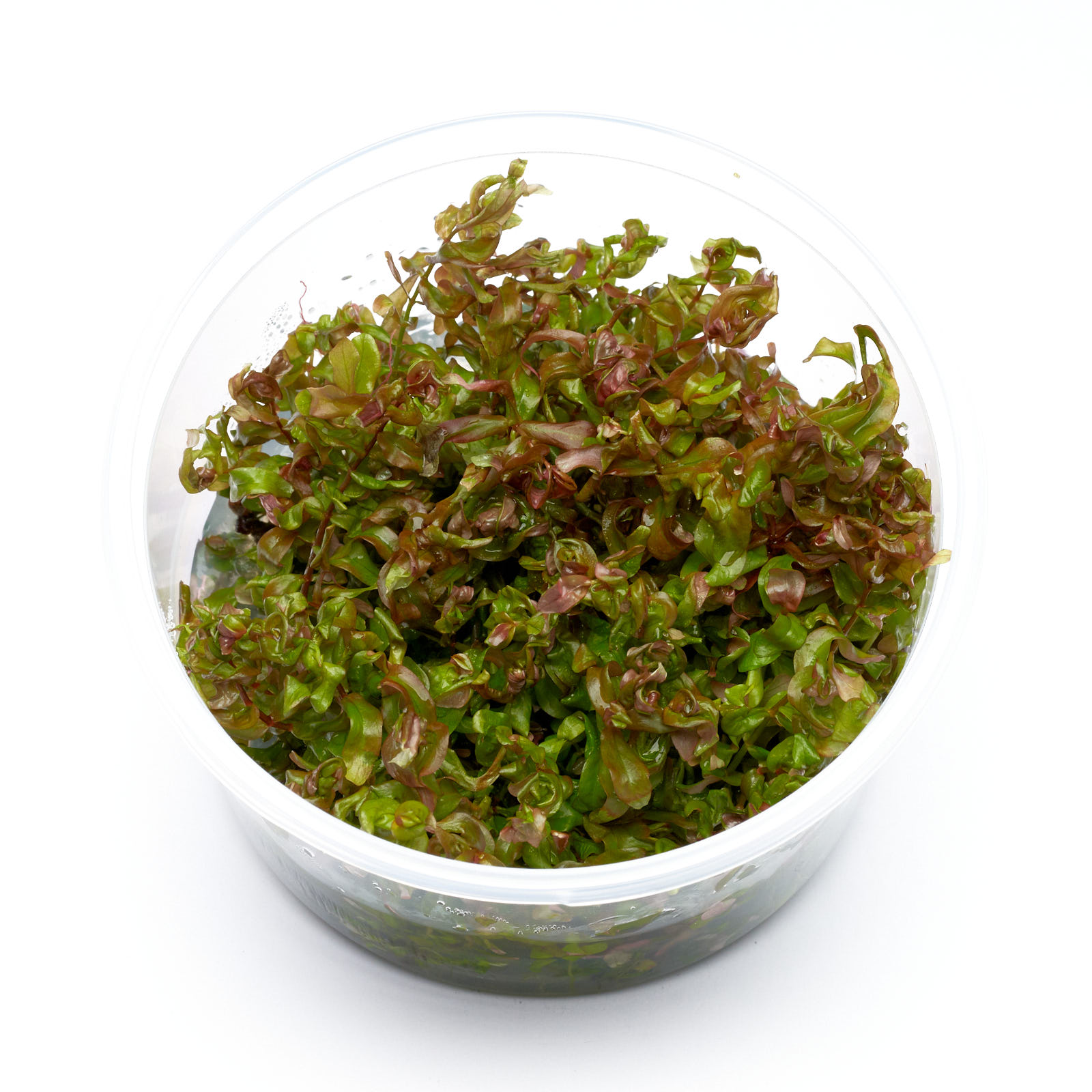 Rotala macrandra InVitro 8,5 cm