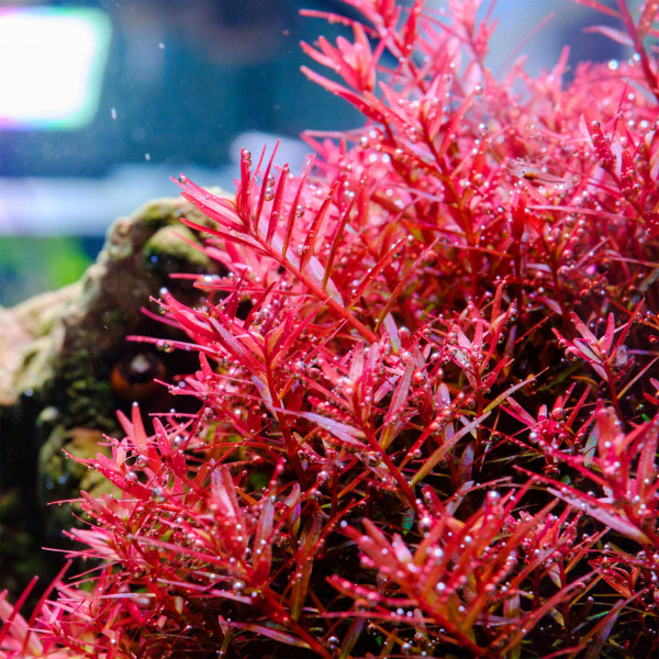 Twinstar S-Line IV farbe rot