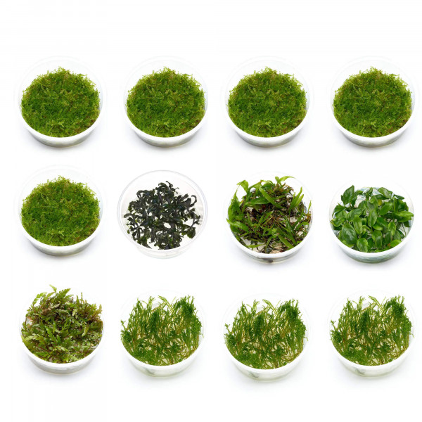 Pflanzenset für Paludarien und Terrarien una Aquaterrarien, emerse Pflanzen, Moose und Aufsitzer | Größe M