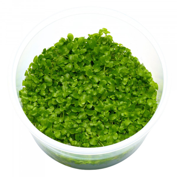 USCAPE Wabi-Kusa Erectus Forrest - Flaschengartenset Micrahtemum Montecarlo