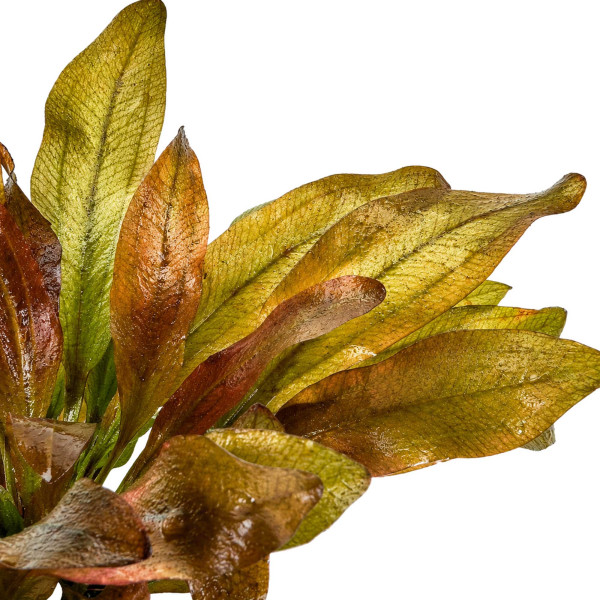 Echinodorus 'Reni' Reni Schwertpflanze im Detail Makro