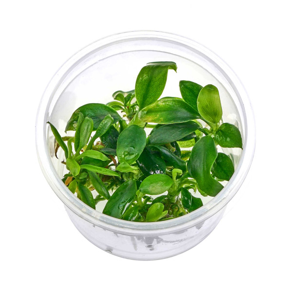 Anubias barteri var. nana "Pangolino" - Baby Plant Mini-Ableger