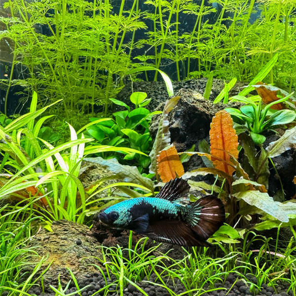 Betta siamensis Kampffisch vor Aquarienpflanzen