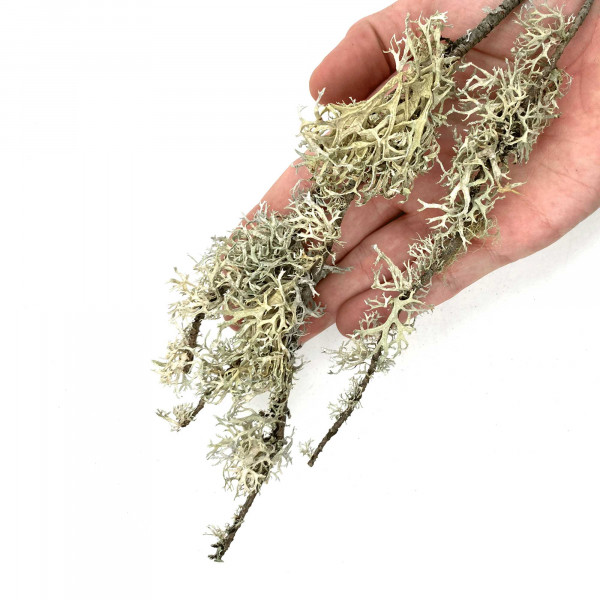 WIOdecor-Linchen | LICHEN BRANCHES - 100g - 5-30cm | Flechten