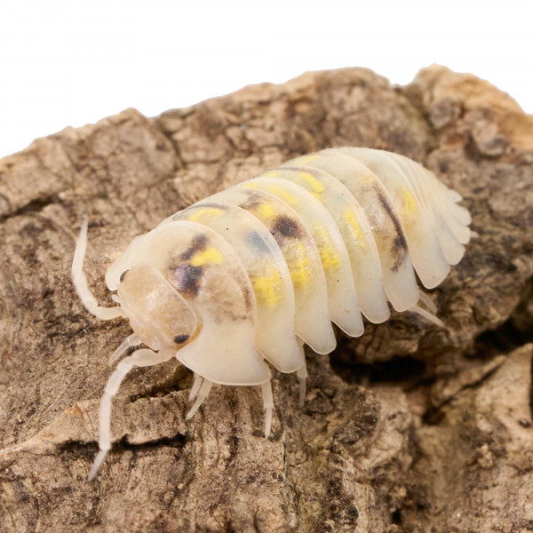 Armadillidium depressum "Magic Potion" | DNZ