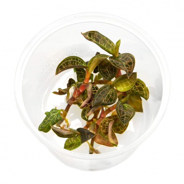 Macodes Petola | Juwelorchidee 2 - 4 Pflanzen - In Vitro