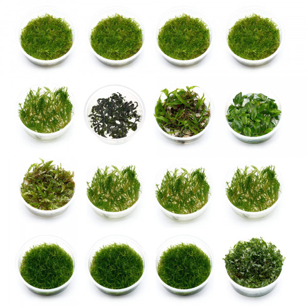 Pflanzenset für Aquaterrarien und Paludarien, emerse Pflanzen, Moose und Aufsitzer | Größe L