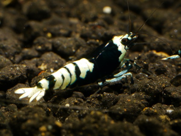 Nanashi Garnelen schwarz