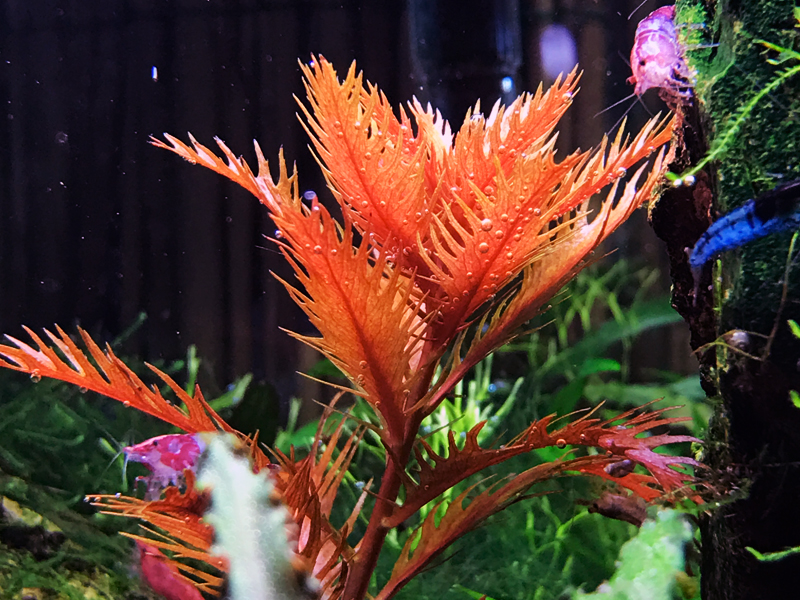 Proserpinacra palustris im Aquarium