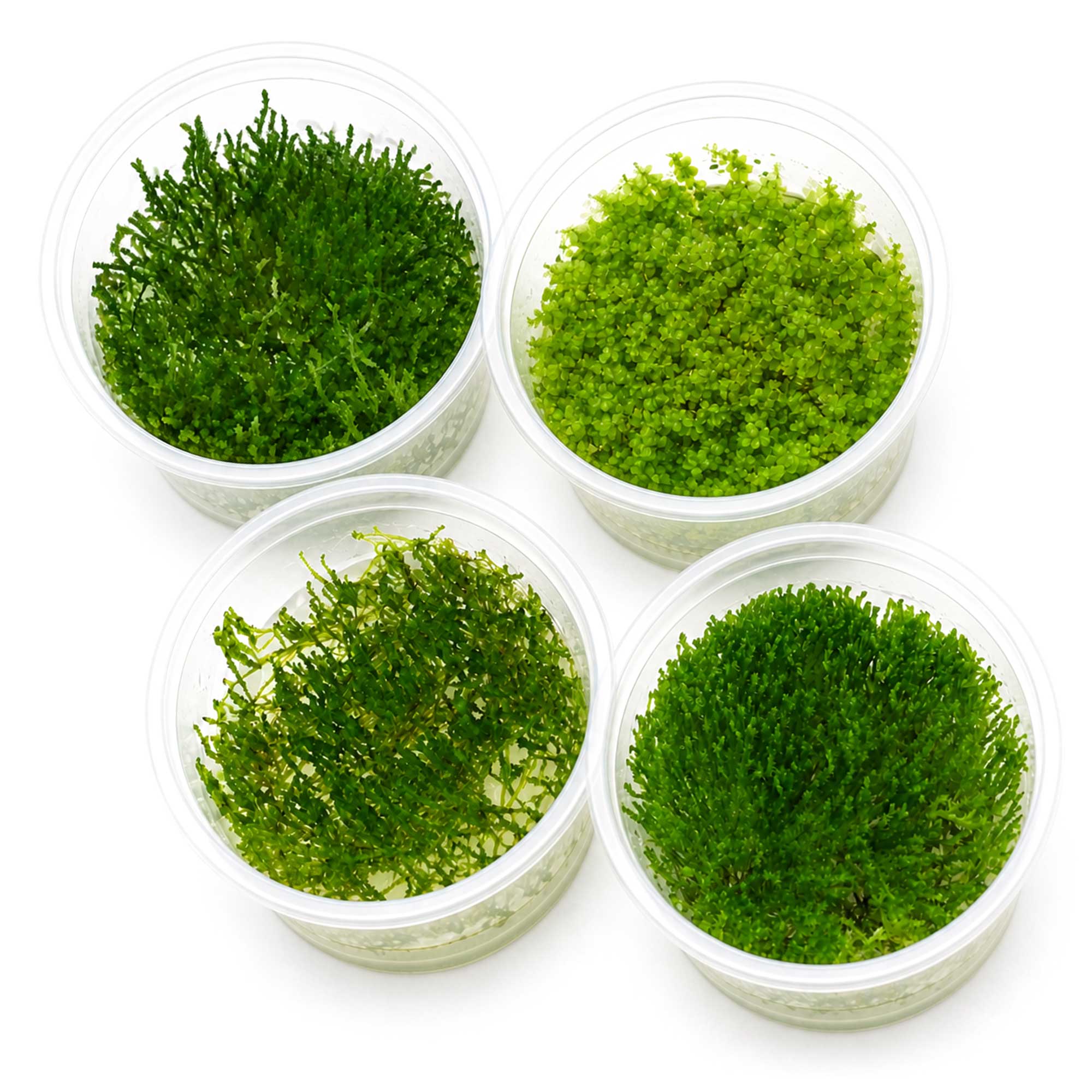 USCAPE Garnelen Moos Set mit vier In-vitro-Aquarienmoosen
