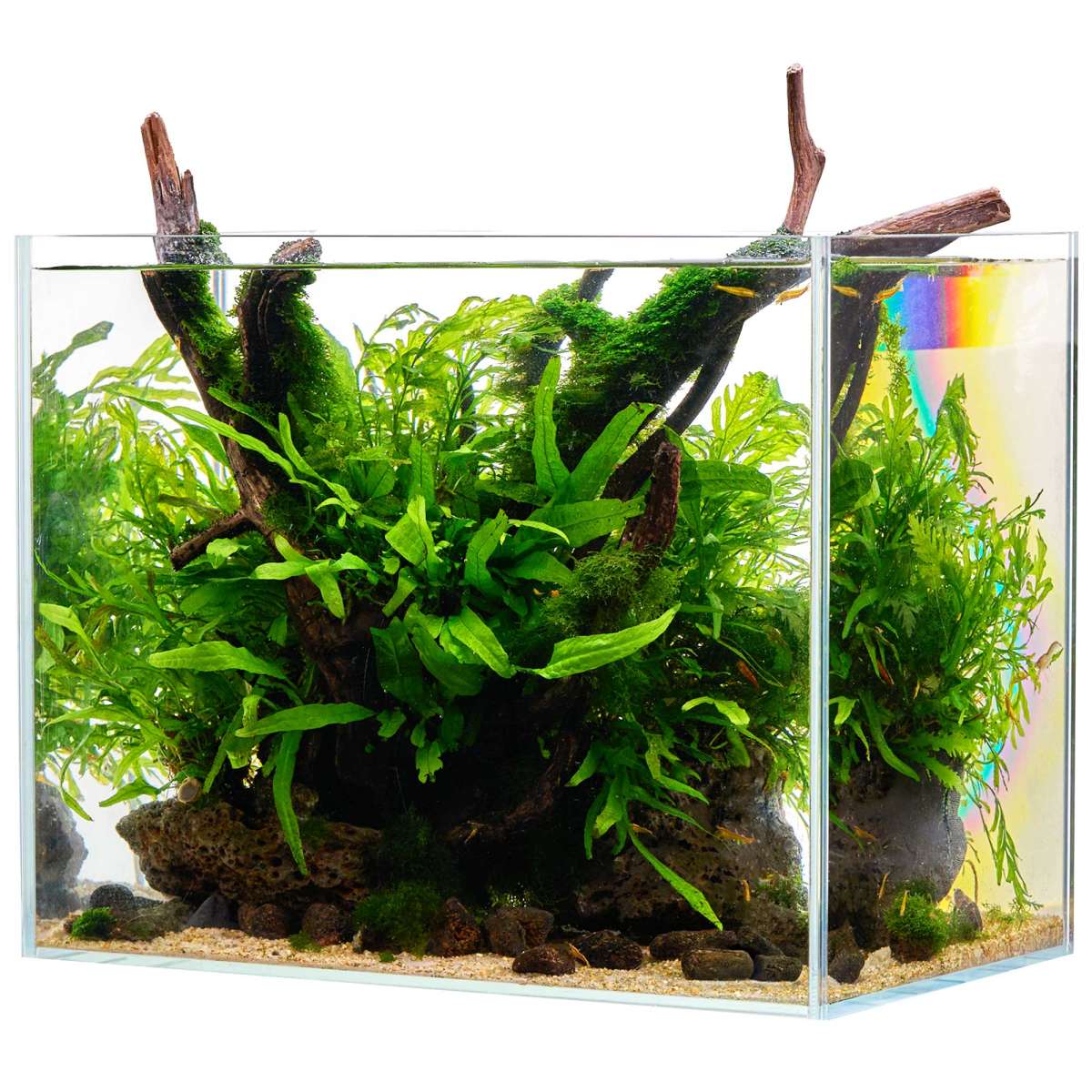 EASY JUNGLE - Einfache Aquarienpflanzen bis 200 Liter | Garnelen