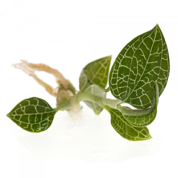 Silberne Juwelorchidee