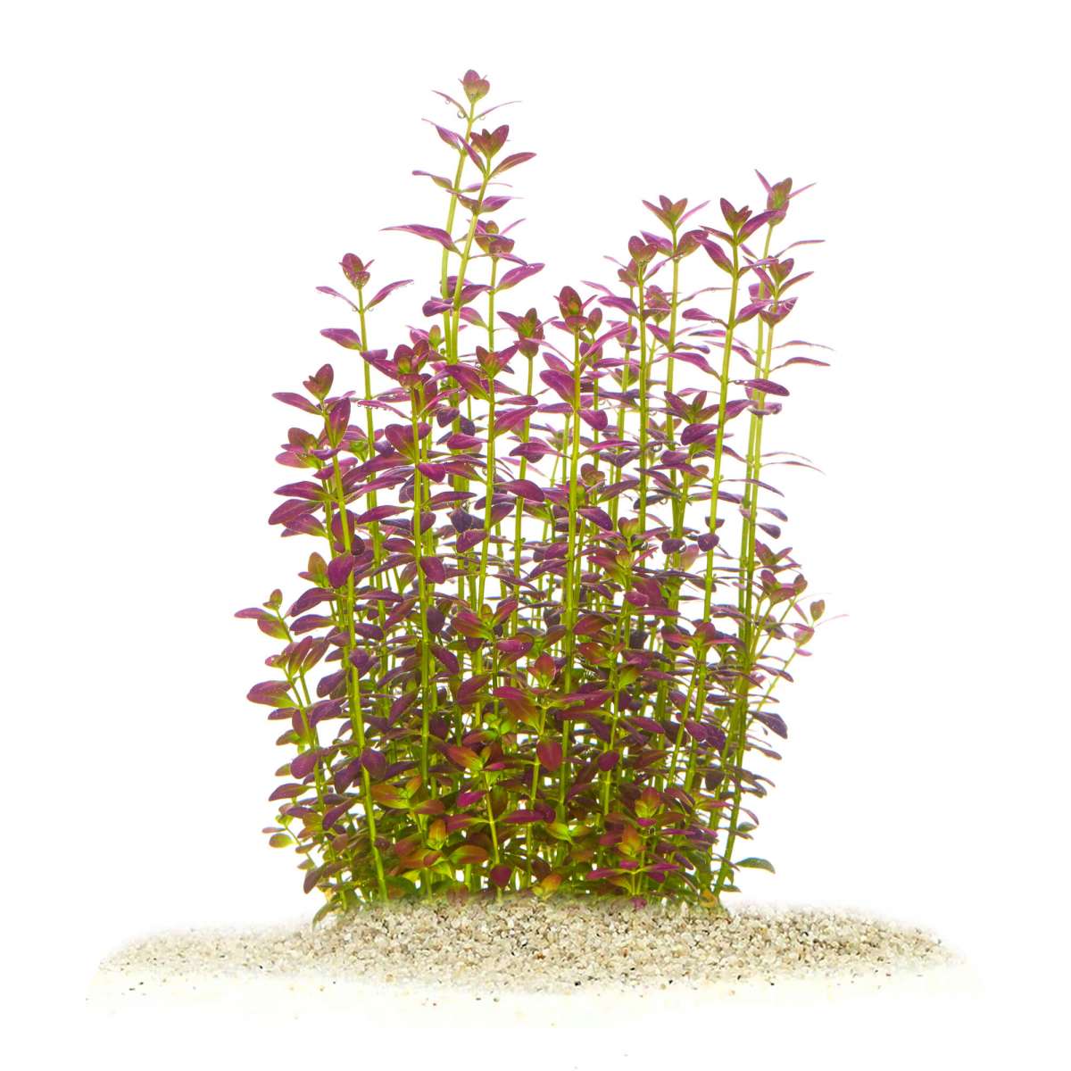 Rotala ramosior 