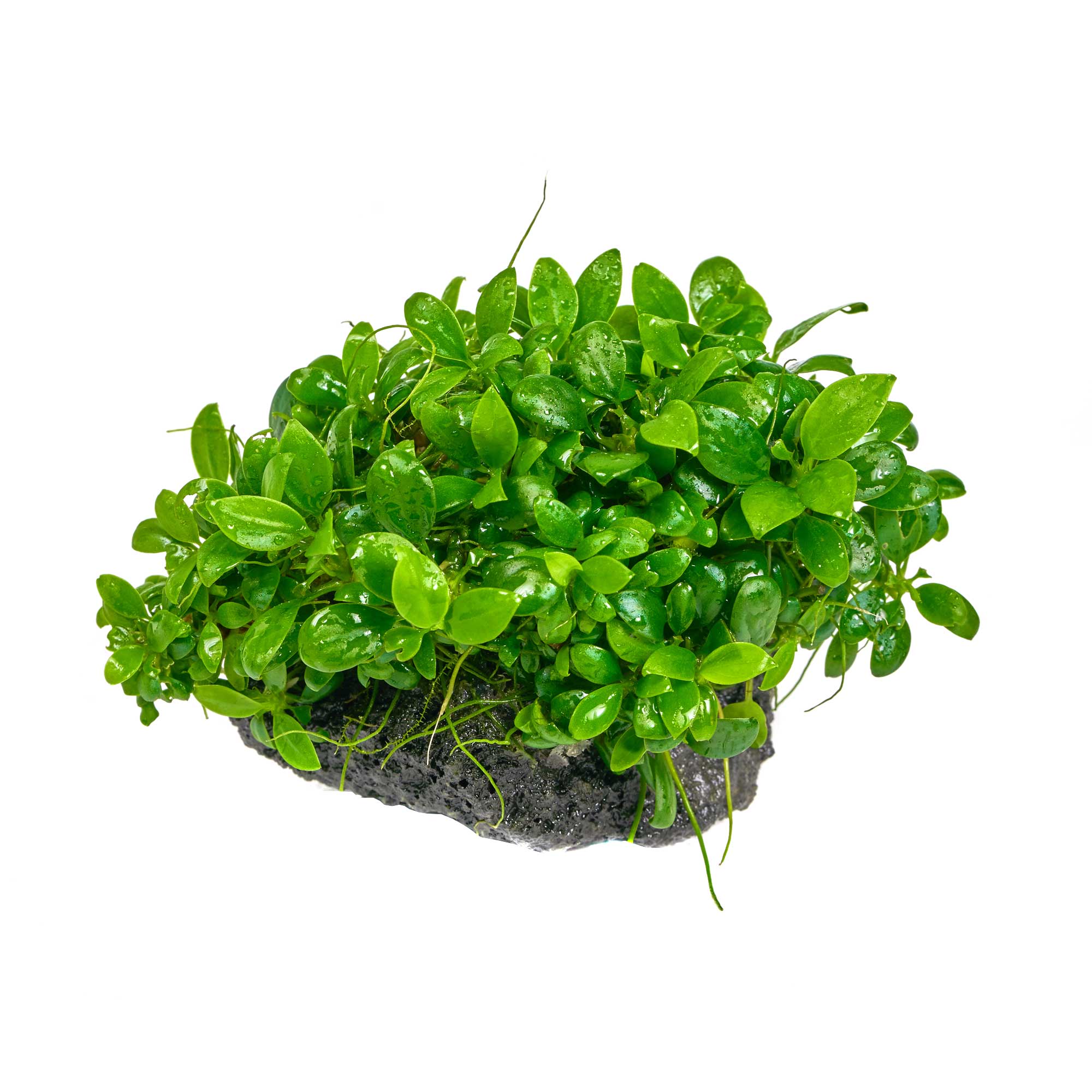 Anubias "Bonsai" - Eine der besten Anubias frs Aquarium