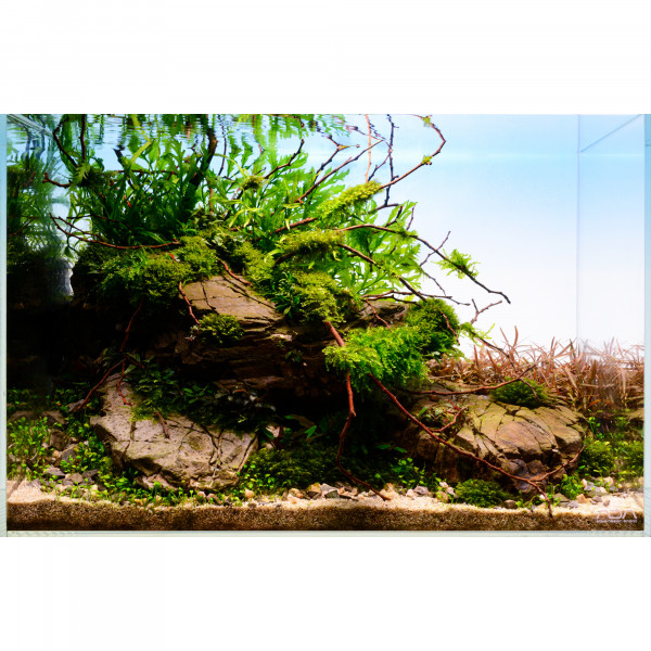 Aquariumpflanzen Set 4 »Komplette Bepflanzung 4560l Aquarium