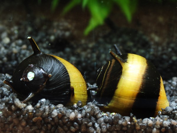 Geweihschnecke Gold / Schwarz | Clithon sp.