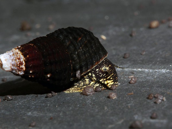 Tylomelania spec. mini yellow spotted - Rarität