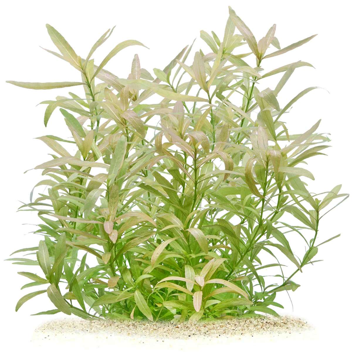 hygrophila polysperma Tiger für Diskus Aquarium