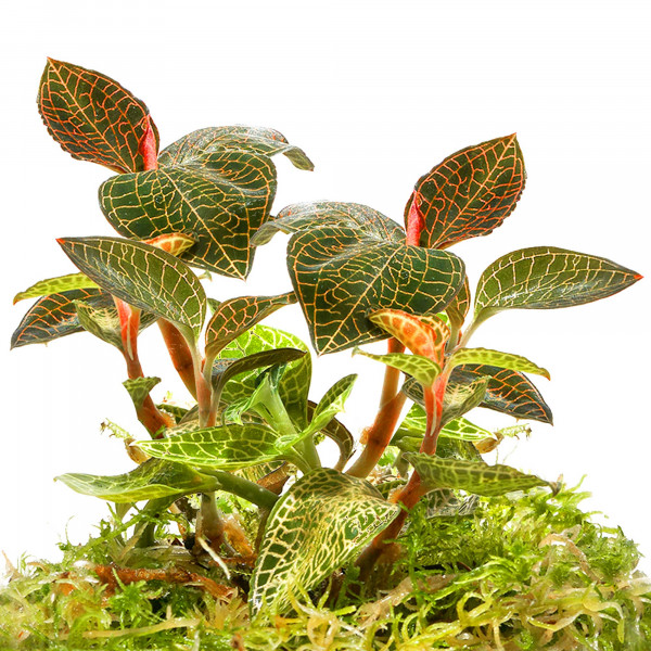 Juwelorchideen Set: 3-4 verschiedene Juwelorchideen (Macodes) | Terrarium - WabiKusa Set