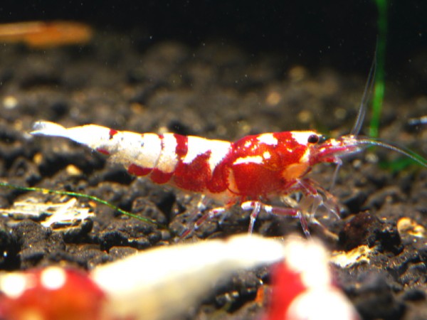 Galaxy Fishbone Backline Hybriden rot Klasse 1