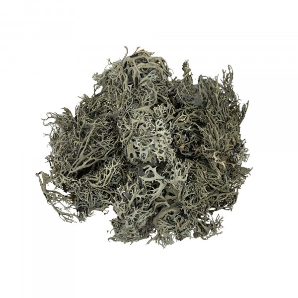WIOdecor-Linchen | LICHEN Baummoos BITES - 100g - 1-10cm | Flechten