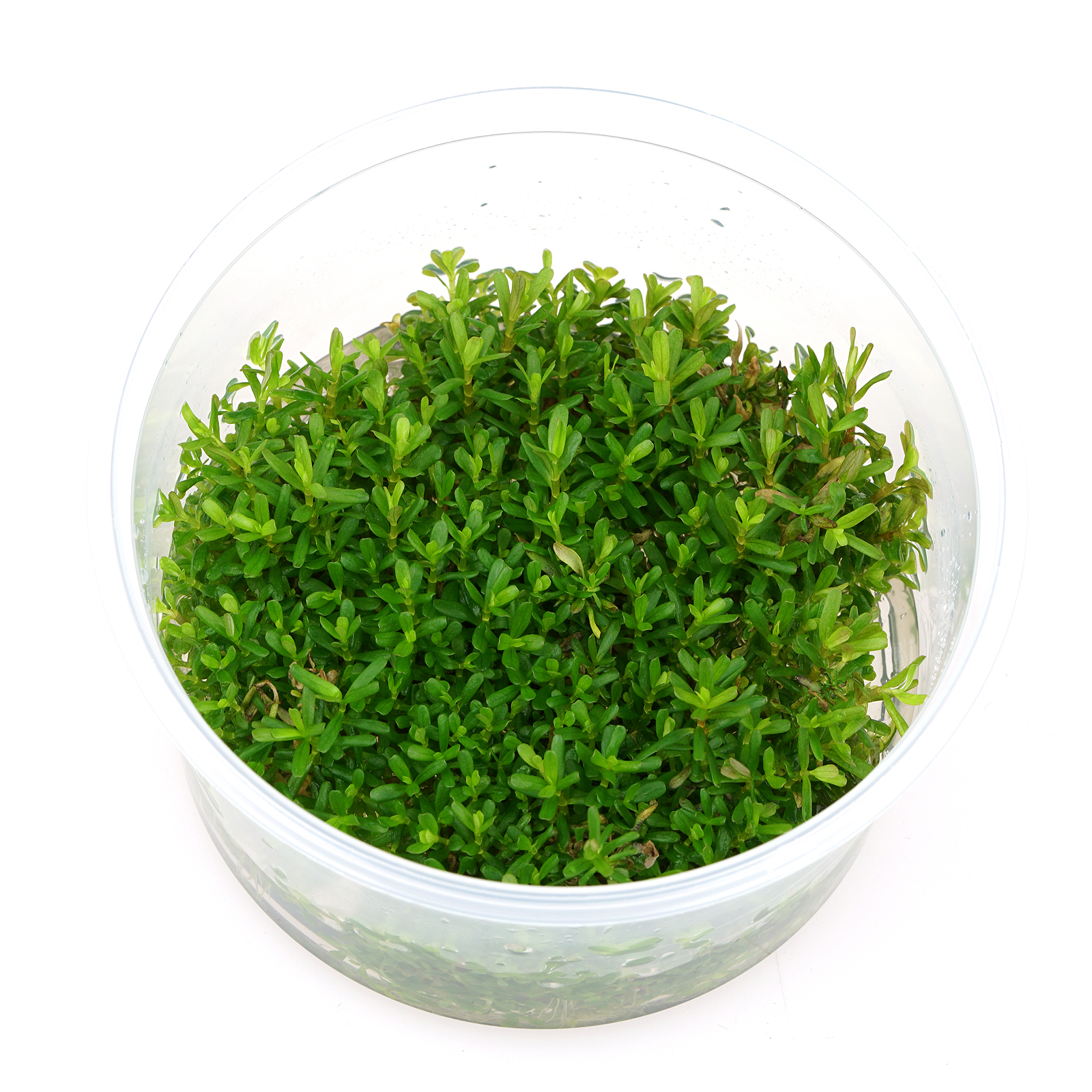 in vitro Rotala rotundifolia (rundblättrige Rotala