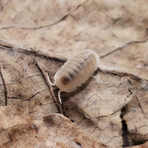 Cubaris Murina "Glacier" Assel - DNZ