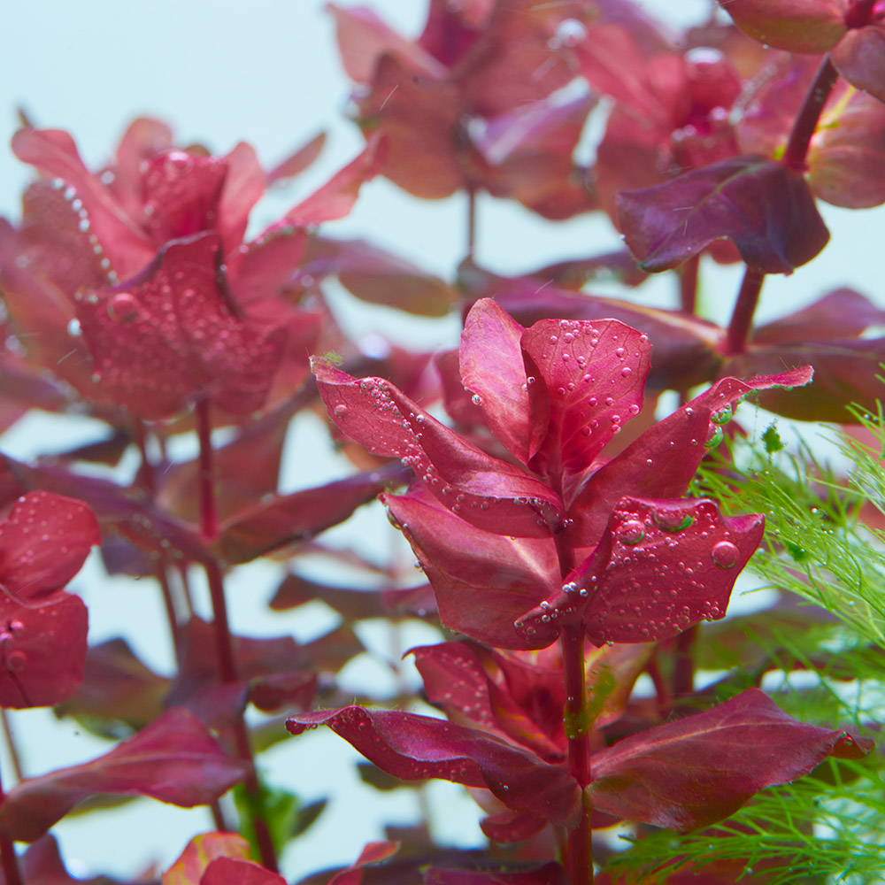 Rotala macrandra produziert Sauerstoff im Aquarium