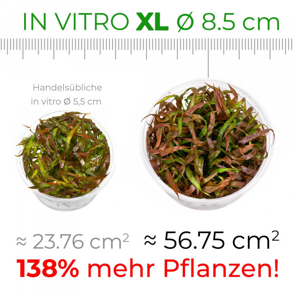 Eleocharis sp. "Montevidensis ADA" | Riesen Nadelsimse - in vitro