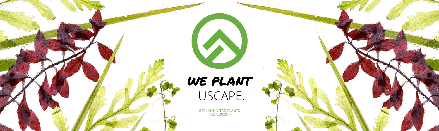 USCAPE In-vitro-Aquarienpflanzen