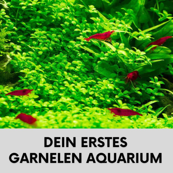 garnelen-aquarium-einrichten-blog-teaser