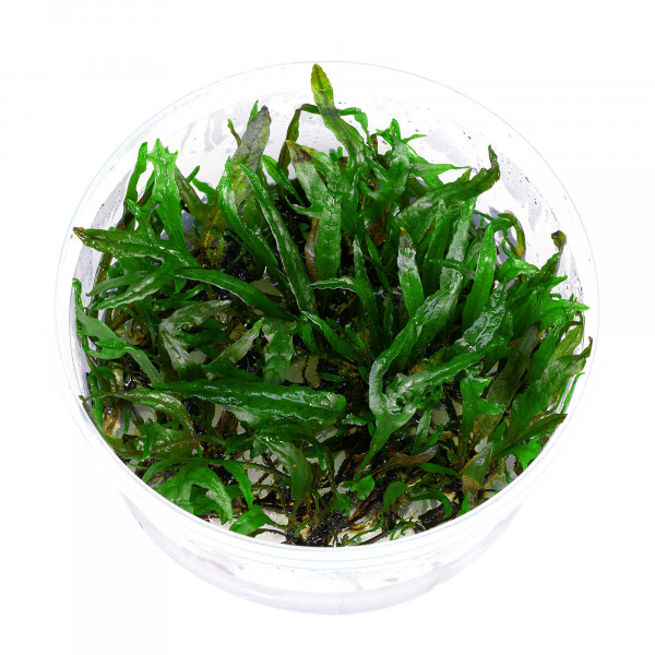 Microsorum pteropus Trident Aquarium Pflanzen Set für Malawi Buntbarsche