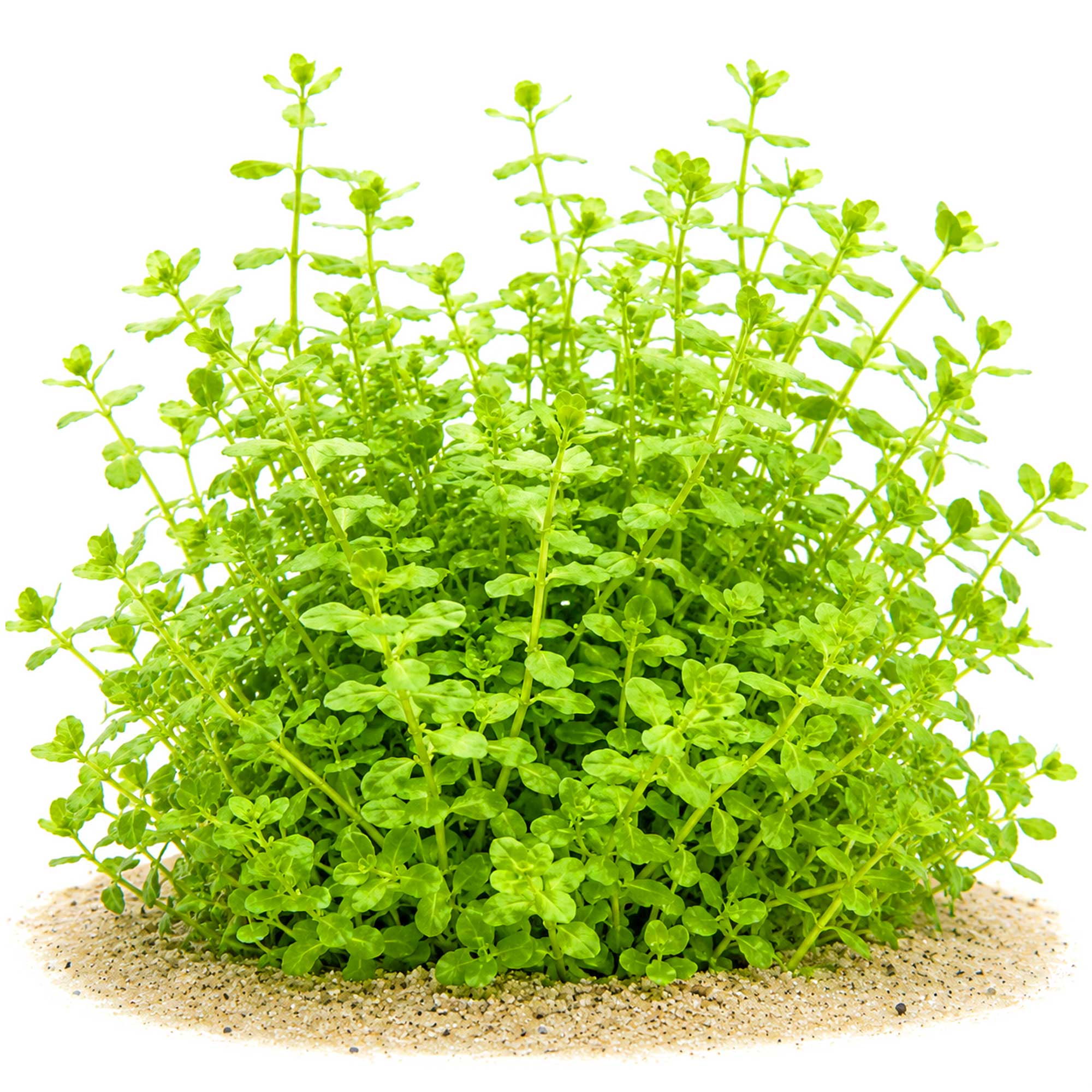 Bacopa australis