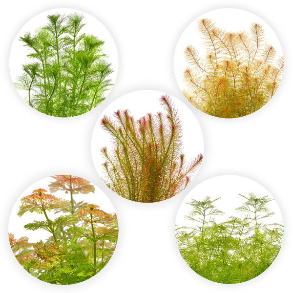"Feenwald" - Feinfiedrige Aquarium Pflanzen im Set | In-Vitro Set