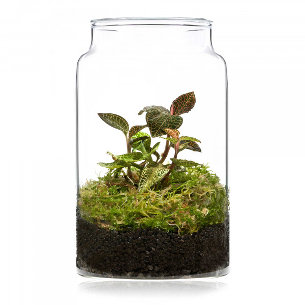 Flaschengarten Wabi-Kusa Set | LED inkl. Glas