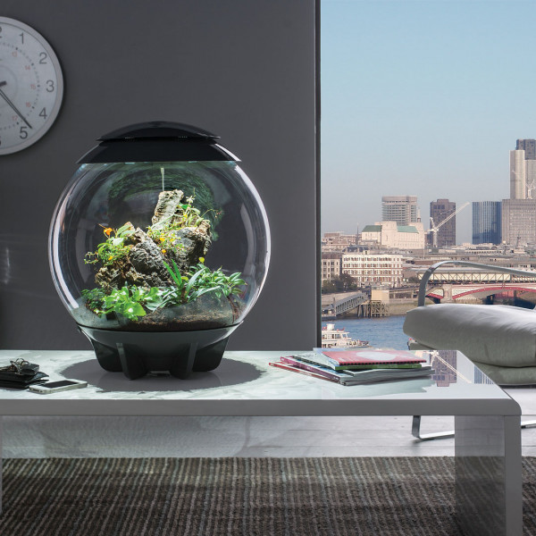Oase biOrb AIR 60 | Automatisches Pflanzenterrarium