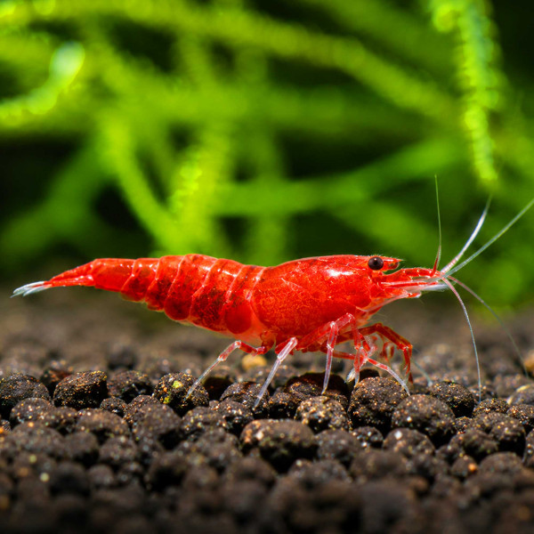 Red Diamond Extreme Ruby Taiwan Bee
