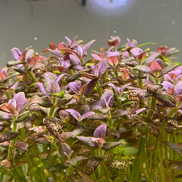 kaliummangel-nekrosen-loechrige-blaetter-aquarium-pflanzen