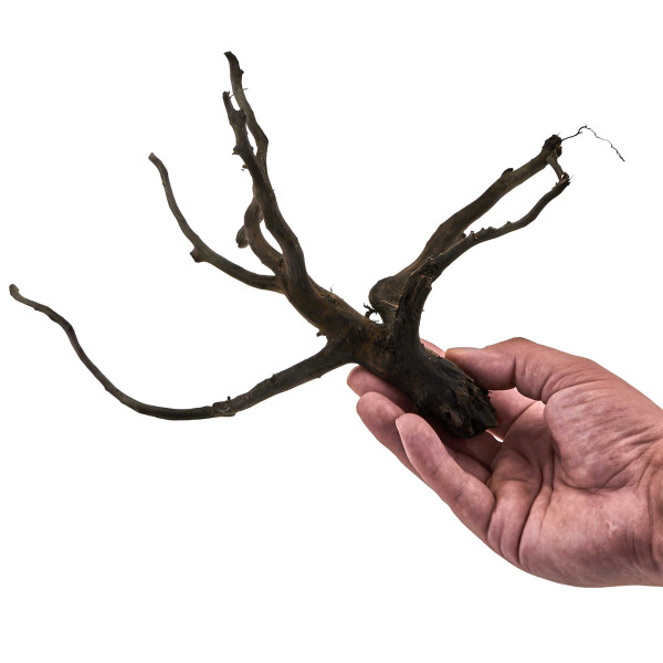 Black Wood Wurzel | Set M Einzelstück größe