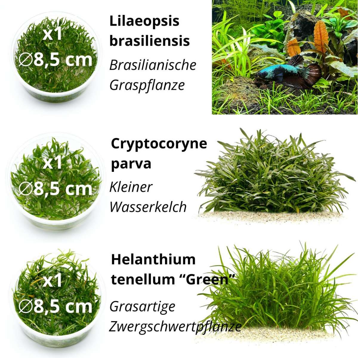 zimmerpflanze goldblatt Groes Einblatt | Spathiphyllum wallisii