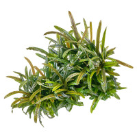 Bucephalandra sp. "Filiformis/Rosmarin" Bucephalandra sp. "Filiformis/Rosmarin"