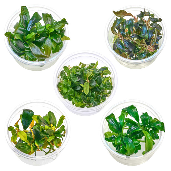 Bucephalandra & Anubias Aufsitzerpflanzen Set – Mix für Aquascaping/Nano Aquarium