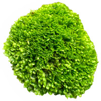 Riccardia sp. "Graeffei" | Mini Pellia Moos - in Vitro im Aquarium Riccardia sp. "Graeffei" | Mini Pellia Moos - in Vitro im Aquarium