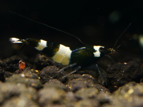 Taiwan Bee Green Hulk Garnele Klasse 2