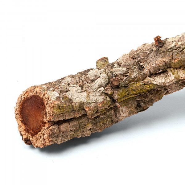 Naturkorkäste für Terrarium| Kork-Tronchos - ca. 60cm Einzeln Makro