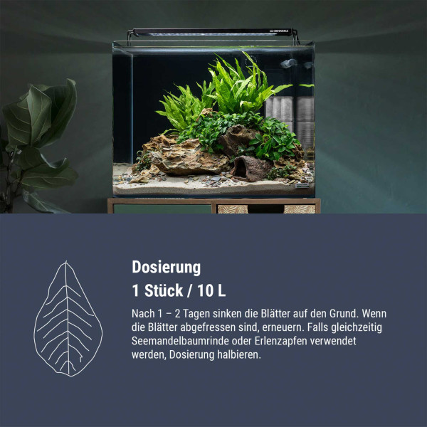 Dennerle Nano Catappa Leaves | Seemandelbaumblätter - 12 Stück