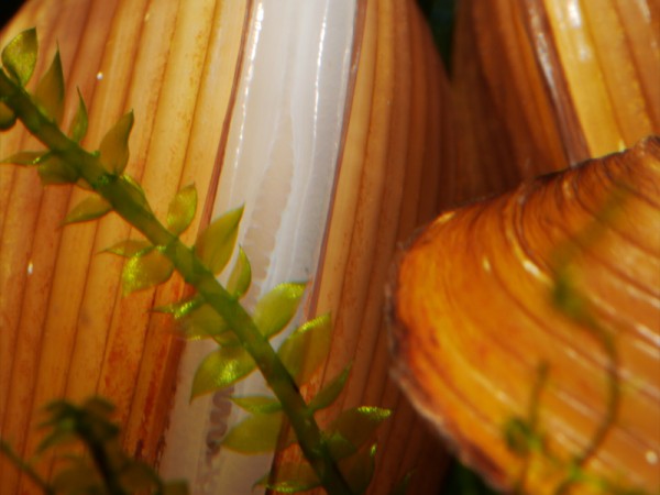 Körbchenmuschel bicolor, Corbicula sp.