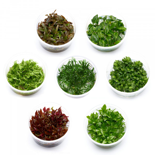 diskus aquarien pflanzen in vitro set l