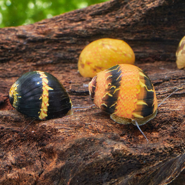 Fancy Geweihschnecke | Clithon sowerianum