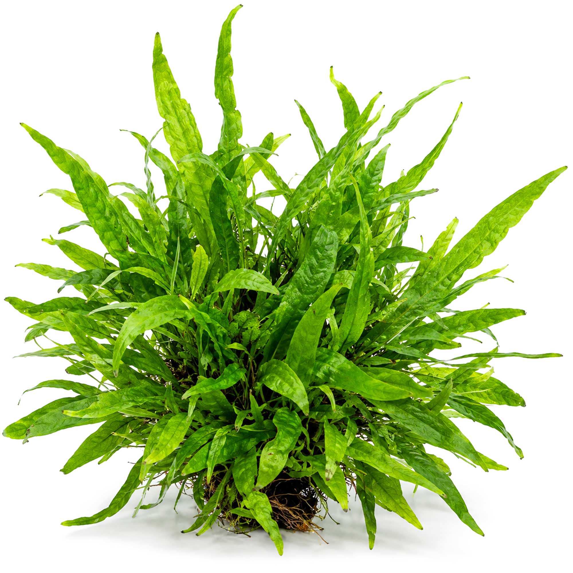 Gewachsener Microsorum pteropus Javafarn